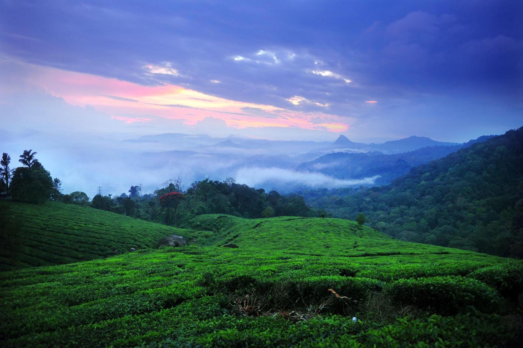 Violet Woods Hotel Munnar Bagian luar foto